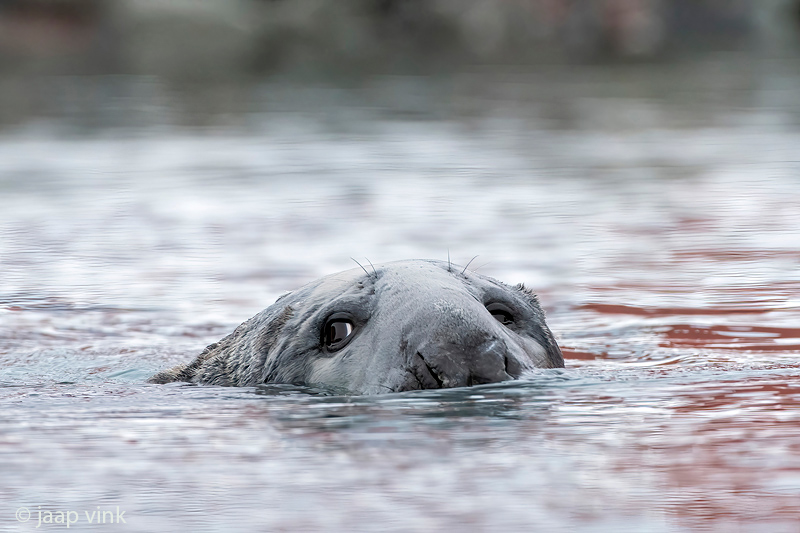 Grey Seal - Grijze Zeehond -Halichoerus grypus