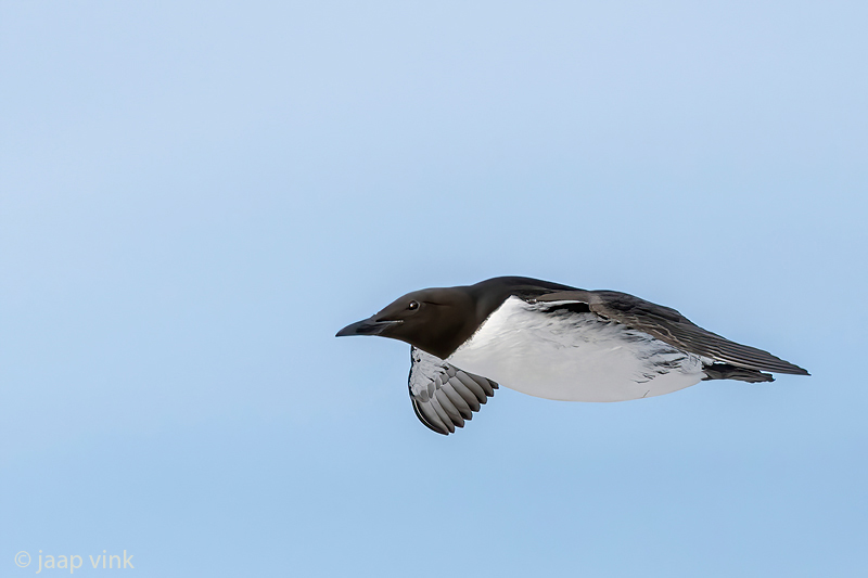 Common Guillemot - Zeekoet - Uria aalge