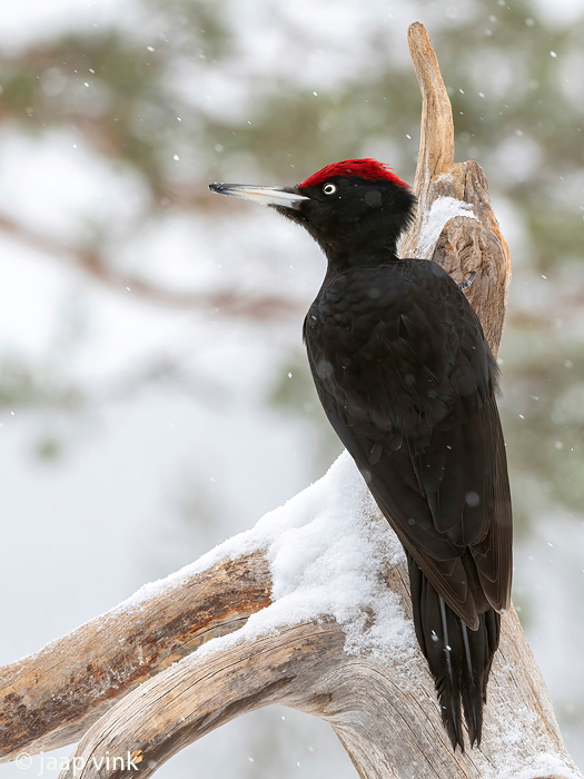 Black Woodpecker - Zwarte Specht - Dryocopus martius