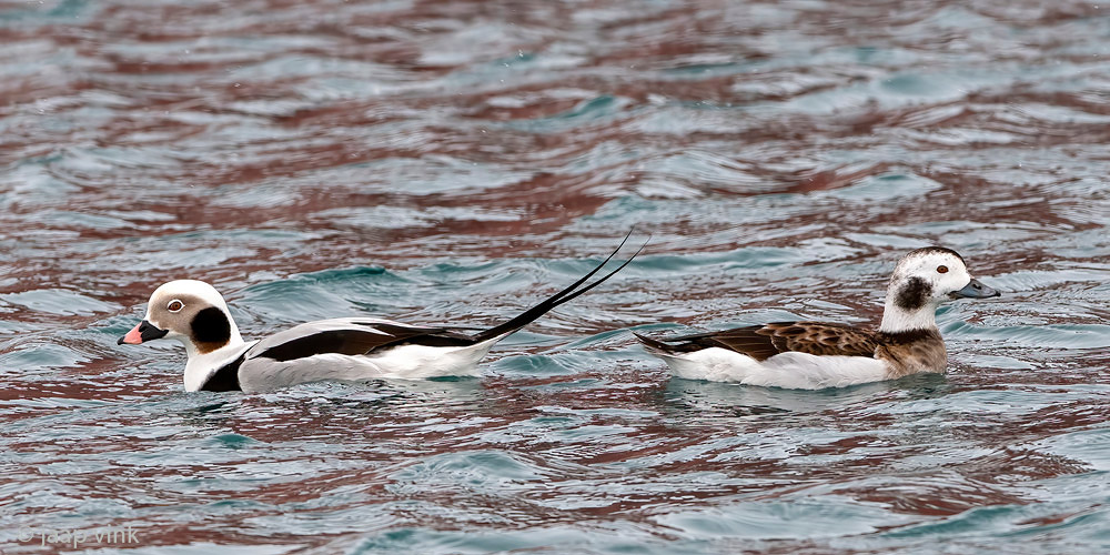 Long-tailed Duck - IJseend - Clangula hyemalis