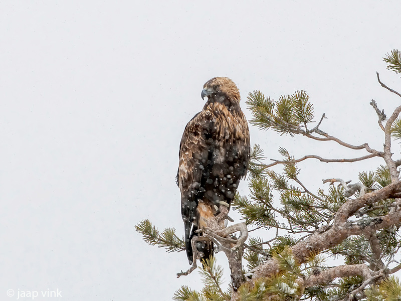 Golden Eagle - Steenarend - Aquila chrysaetos