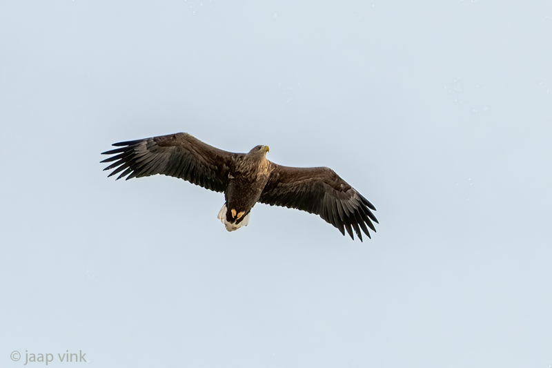 White-tailed Eagle - Zeearend - Haliaeetus albicilla