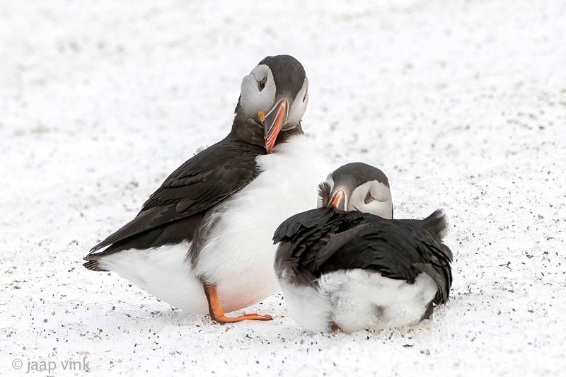 Atlantic Puffin - Papegaaiduiker - Fratercula arctica