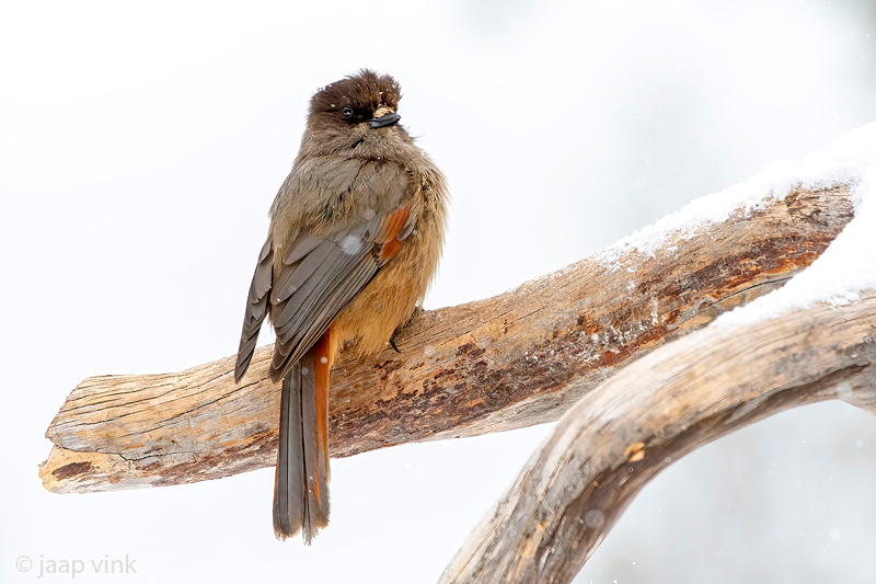 Siberian Jay - Taigagaai - Perisoreus infaustus