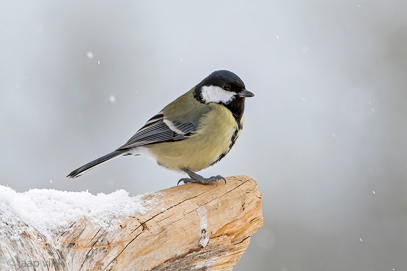 Great Tit - Koolmees - Parus major