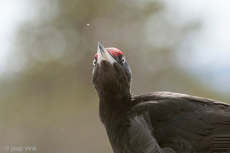 Black Woodpecker - Zwarte Specht - Dryocopus martius