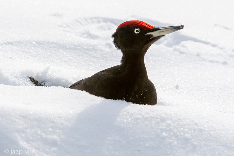 Black Woodpecker - Zwarte Specht - Dryocopus martius