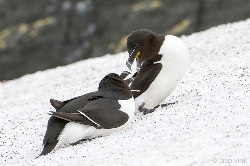 Razorbill - Alk - Alca torda