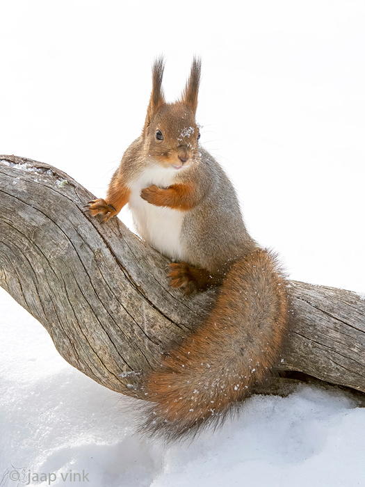 Red Squirrel - Rode Eekhoorn - Sciurus vulgaris