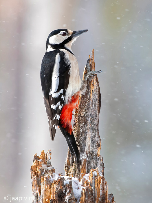 Great Spotted Woodpecker - Grote Bonte Specht - Dendrocopos major