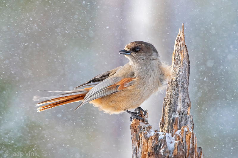 Siberian Jay - Taigagaai - Perisoreus infaustus