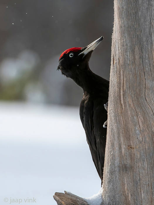 Black Woodpecker - Zwarte Specht - Dryocopus martius