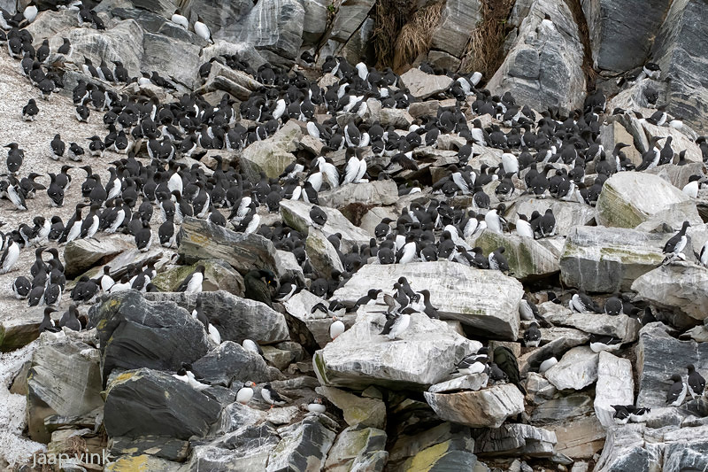 Hornya -Seabird colony - Zeevogelkolonie