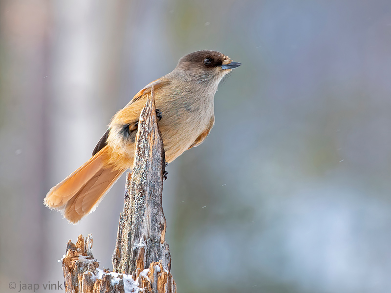 Siberian Jay - Taigagaai - Perisoreus infaustus