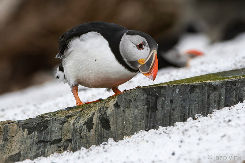 Atlantic Puffin - Papegaaiduiker - Fratercula arctica