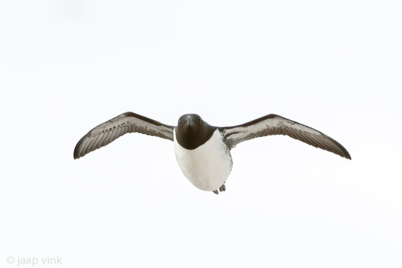Common Guillemot - Zeekoet - Uria aalge