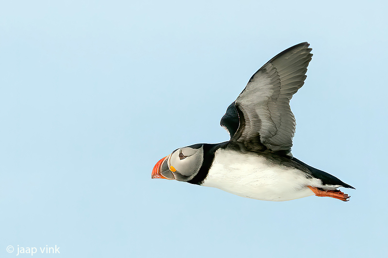 Atlantic Puffin - Papegaaiduiker - Fratercula arctica
