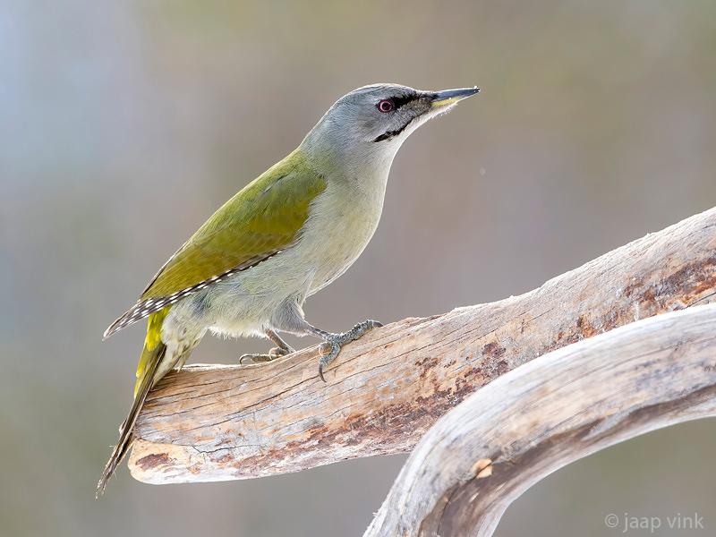 Grey-headed Woodpecker - Grijskopspecht - Picus canus