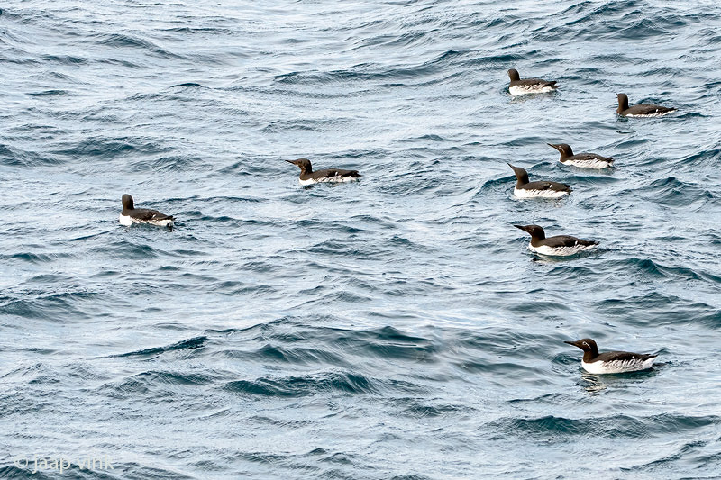 Common Guillemot - Zeekoet - Uria aalgen