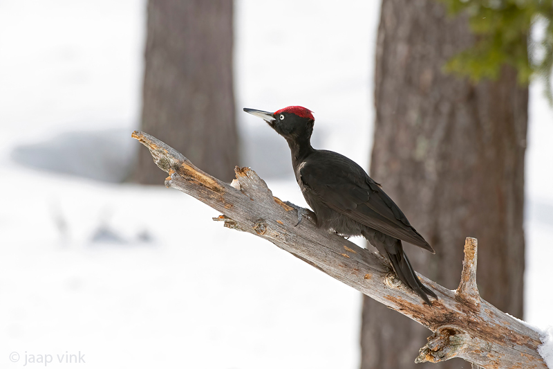 Black Woodpecker - Zwarte Specht - Dryocopus martius