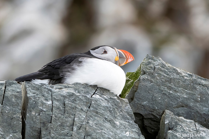 Atlantic Puffin - Papegaaiduiker - Fratercula arctica