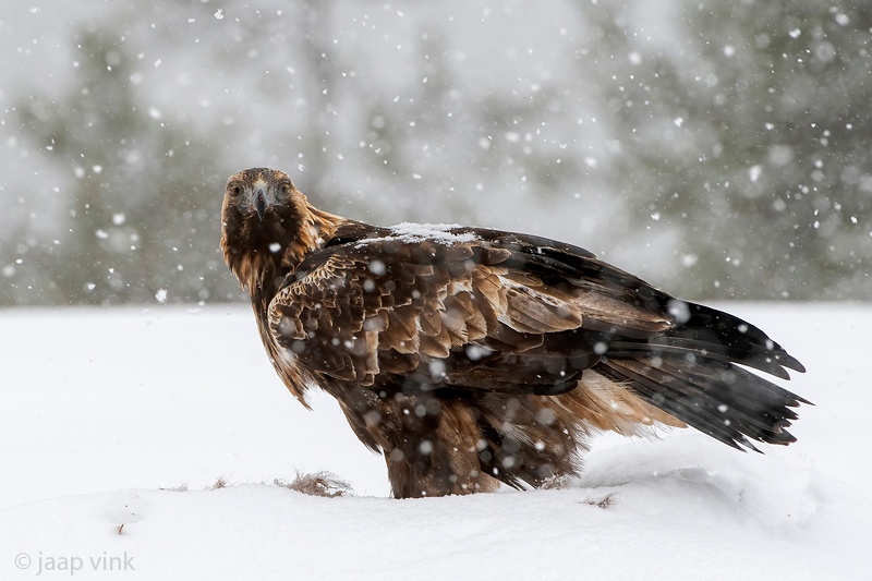 Golden Eagle - Steenarend - Aquila chrysaetos