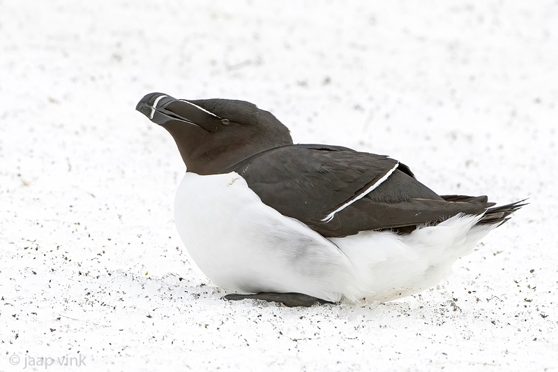 Razorbill - Alk - Alca torda