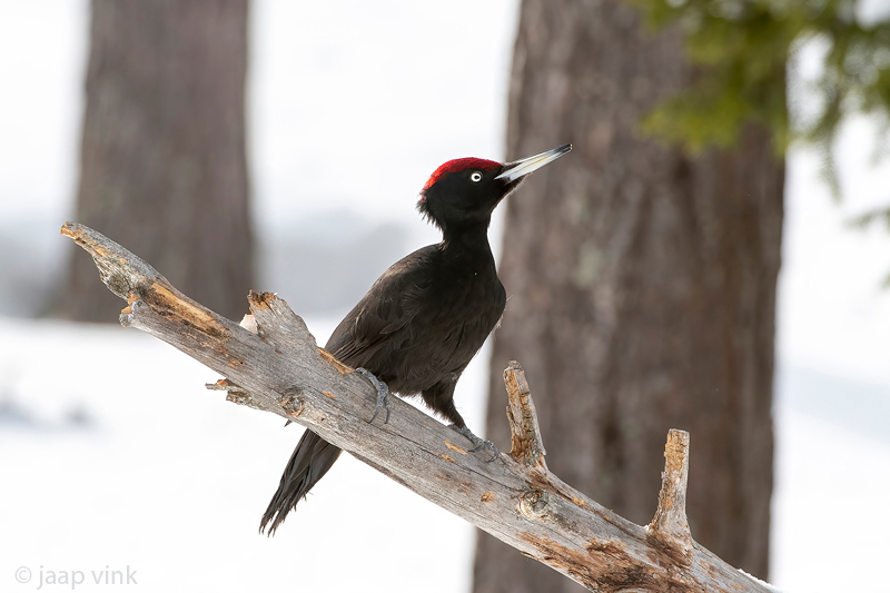 Black Woodpecker - Zwarte Specht - Dryocopus martius