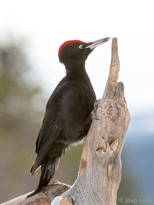 Black Woodpecker - Zwarte Specht - Dryocopus martius