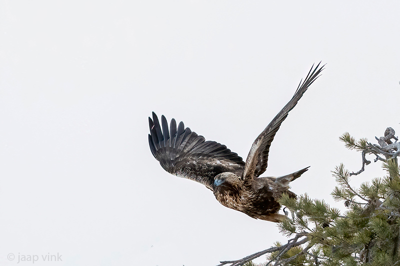Golden Eagle - Steenarend - Aquila chrysaetos
