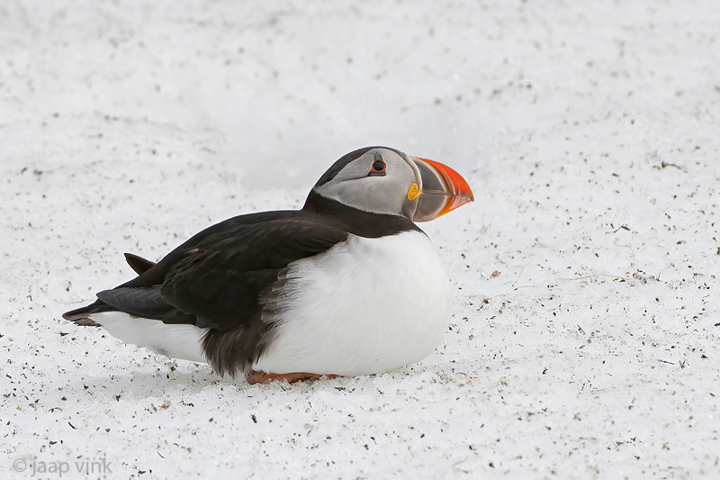 Atlantic Puffin - Papegaaiduiker - Fratercula arctica