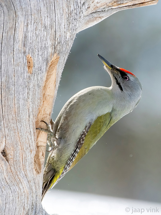 Grey-headed Woodpecker - Grijskopspecht - Picus canus