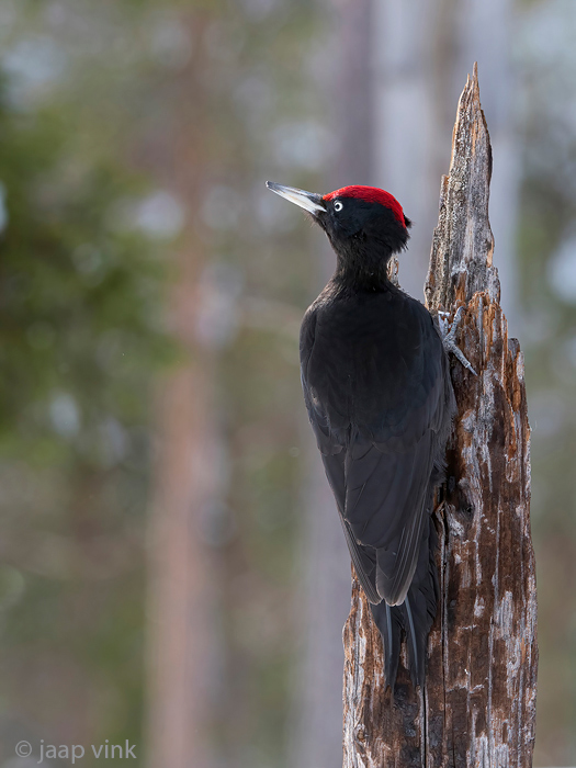 Black Woodpecker - Zwarte Specht - Dryocopus martius