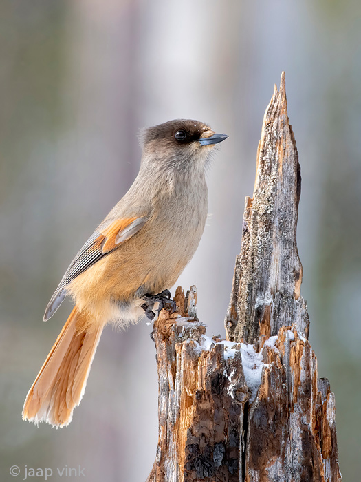 Siberian Jay - Taigagaai - Perisoreus infaustus