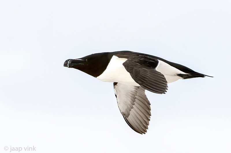 Razorbill - Alk - Alca torda