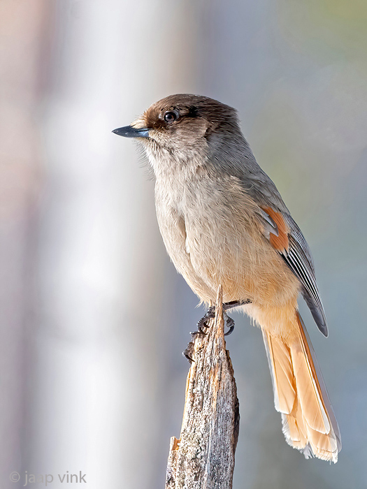 Siberian Jay - Taigagaai - Perisoreus infaustus