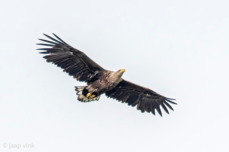 White-tailed Eagle - Zeearend - Haliaeetus albicilla