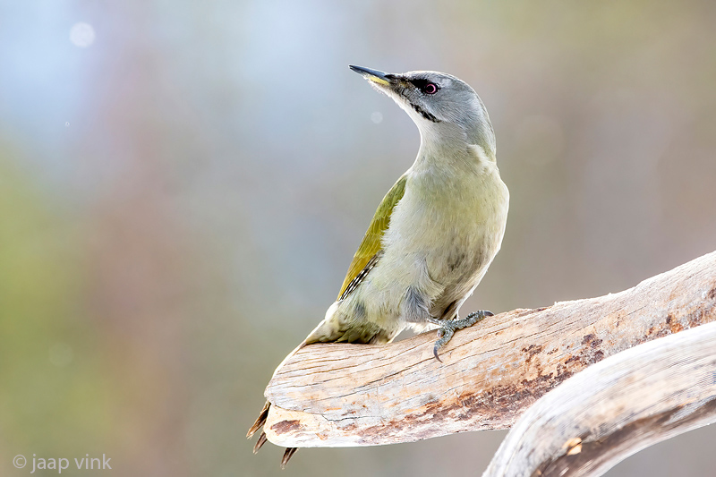 Grey-headed Woodpecker - Grijskopspecht - Picus canus