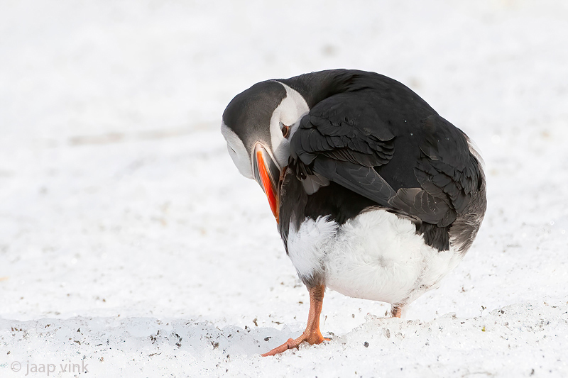Atlantic Puffin - Papegaaiduiker - Fratercula arctica