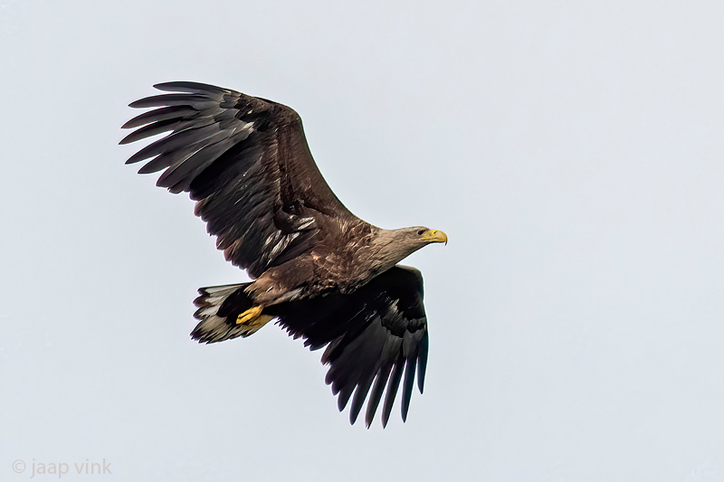 White-tailed Eagle - Zeearend - Haliaeetus albicilla