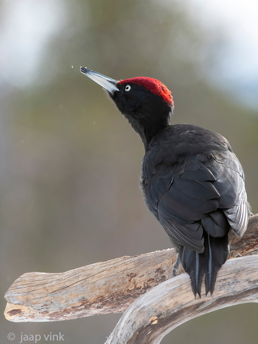 Black Woodpecker - Zwarte Specht - Dryocopus martius
