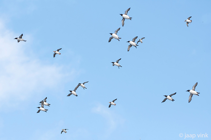 Hornya -Seabird colony - Zeevogelkolonie