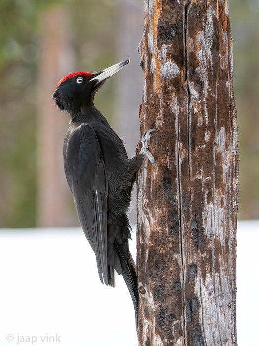 Black Woodpecker - Zwarte Specht - Dryocopus martius