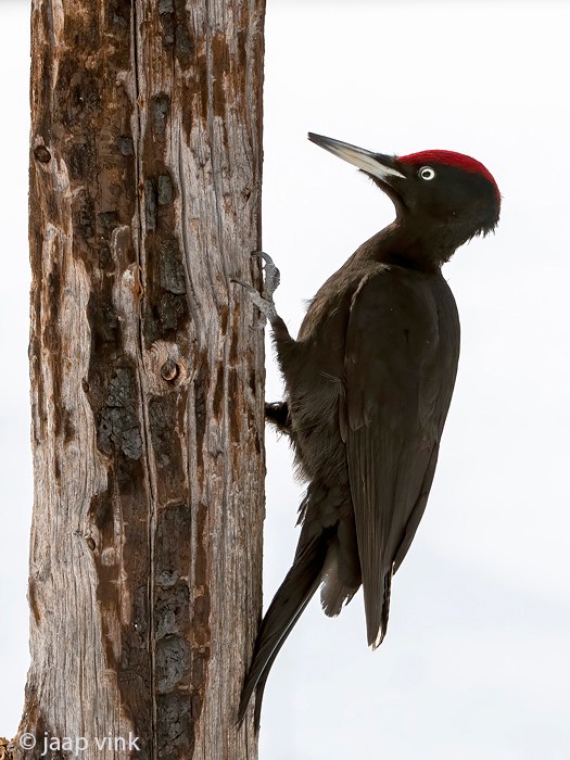 Black Woodpecker - Zwarte Specht - Dryocopus martius