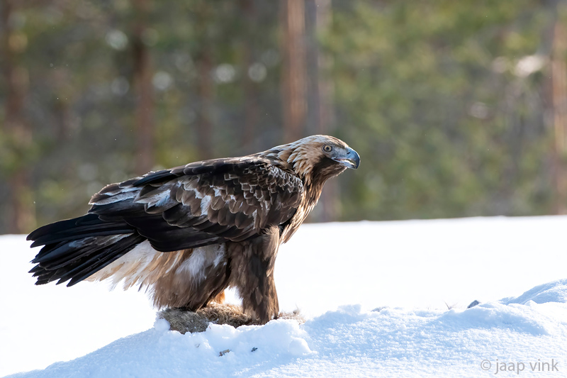 Golden Eagle - Steenarend - Aquila chrysaetos