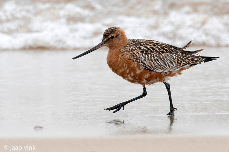 Bar-tailed Godwit - Rosse Grutto- Limosa lapponica
