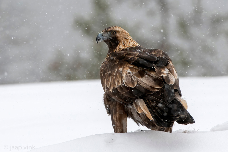 Golden Eagle - Steenarend - Aquila chrysaetos