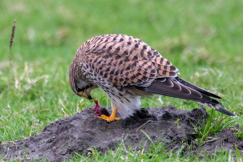 Common Kestrel - Torenvalk - Falco tinnunculus