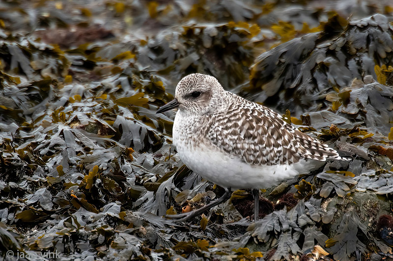 Black-bellied Plover - Zilverplevier - Pluvialis squatarola