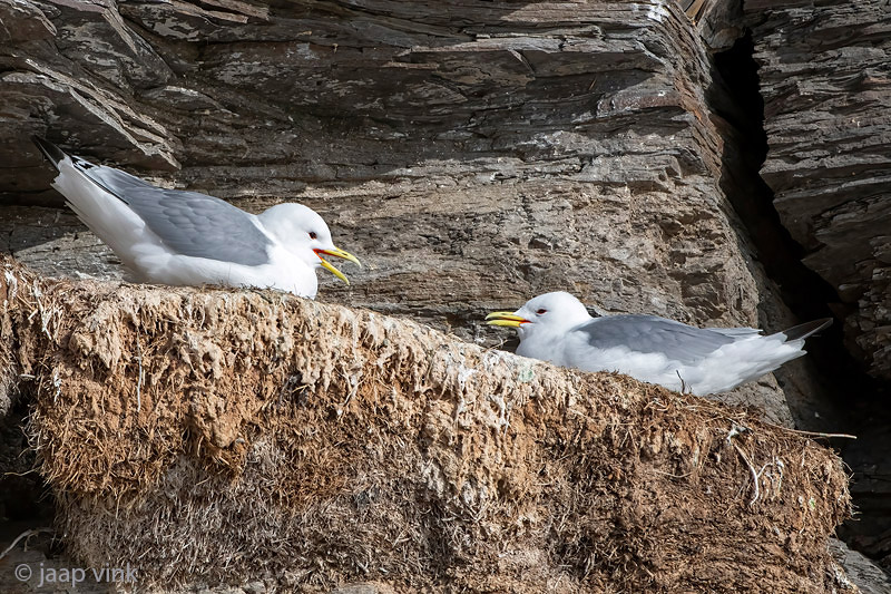 Black-legged Kittiwake - Drieteenmeeuw - Rissa tridactyla